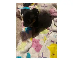 3 Chiweenie puppies for good homes
