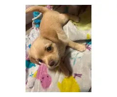 3 Chiweenie puppies for good homes - 5