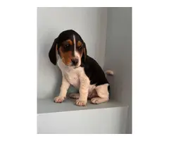 All male Beagle puppies
