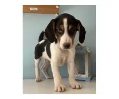 All male Beagle puppies - 2