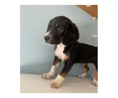 All male Beagle puppies - 3