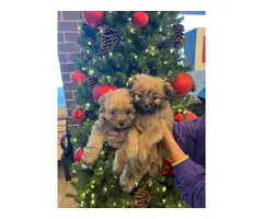 2 super cute Pomapoo puppies