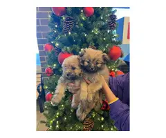 2 super cute Pomapoo puppies - 2