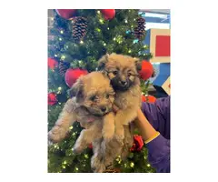 2 super cute Pomapoo puppies - 3