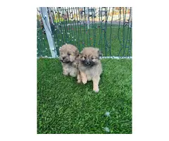2 super cute Pomapoo puppies - 5