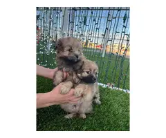 2 super cute Pomapoo puppies - 7