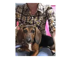Full blooded smooth coat dachshund puppy needing a forever home
