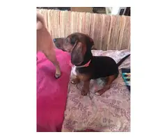 Full blooded smooth coat dachshund puppy needing a forever home - 2