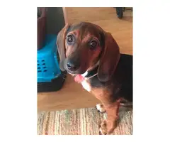 Full blooded smooth coat dachshund puppy needing a forever home - 5