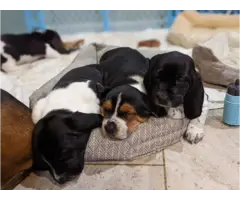 Basset hound pups - 2