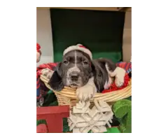 Basset hound pups - 3