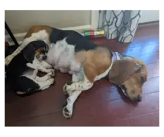 Basset hound pups - 4