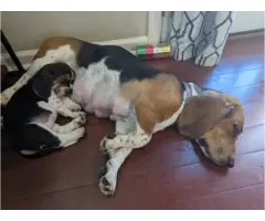 Basset hound pups - 5