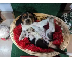 Basset hound pups - 6