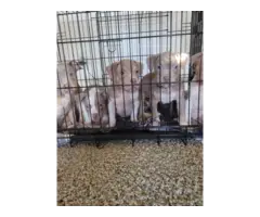 10 weeks old tri colored Pitbull puppies - 4