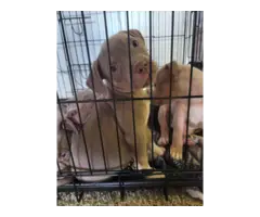 10 weeks old tri colored Pitbull puppies - 5