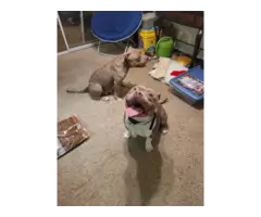 10 weeks old tri colored Pitbull puppies - 6