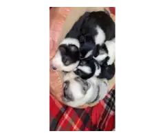 Gorgeous Mini Aussie puppies for sale - 2