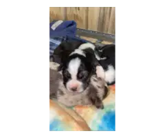 Gorgeous Mini Aussie puppies for sale - 4