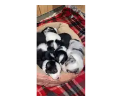 Gorgeous Mini Aussie puppies for sale - 8