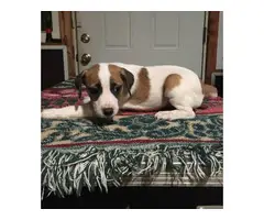 2 Jack Russell Puppies for Sale