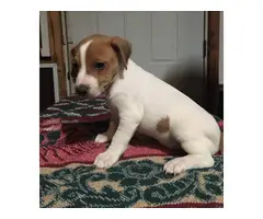 2 Jack Russell Puppies for Sale - 2