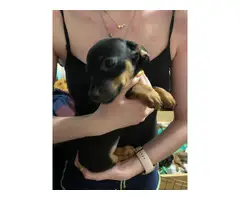 3 Chiweenie babies available
