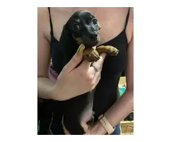 3 Chiweenie babies available - 2