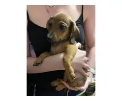 3 Chiweenie babies available - 3