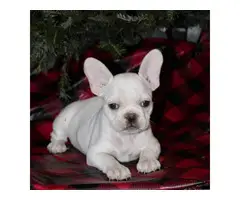 2 AKC Frenchie puppies for sale - 3
