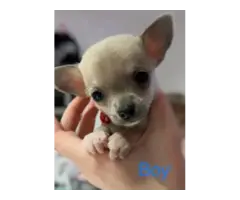 Gorgeous Chihuahua puppies - 2