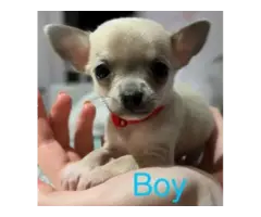Gorgeous Chihuahua puppies - 3