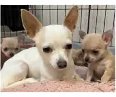 Gorgeous Chihuahua puppies - 4