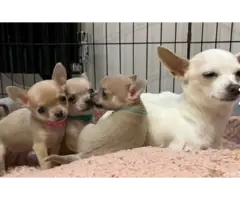 Gorgeous Chihuahua puppies - 5