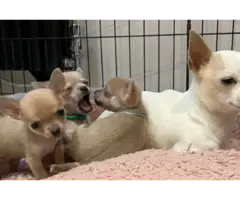 Gorgeous Chihuahua puppies - 6