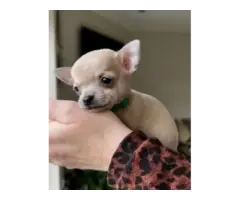 Gorgeous Chihuahua puppies - 7