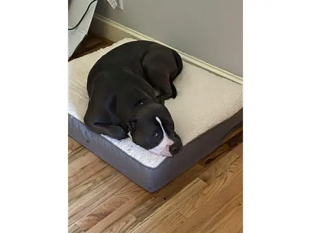 American Bully