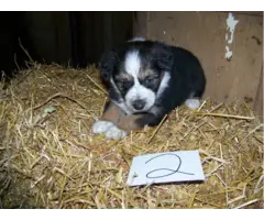 6 Aussie puppies for adoption - 2