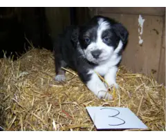 6 Aussie puppies for adoption - 3