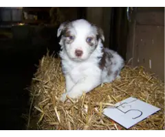 6 Aussie puppies for adoption - 5