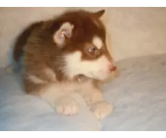 4 Alusky puppies looking for a loving family - 9