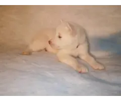4 Alusky puppies looking for a loving family - 16
