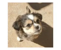 3 months old ShihTzu puppy - 3