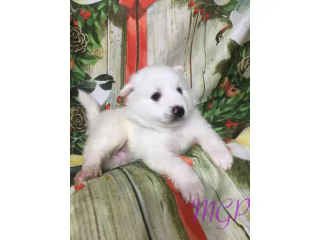 Akc 1 female and 1 male American Eskimo puppies available now - 1/4