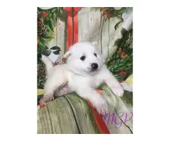 Akc 1 female and 1 male American Eskimo puppies available now