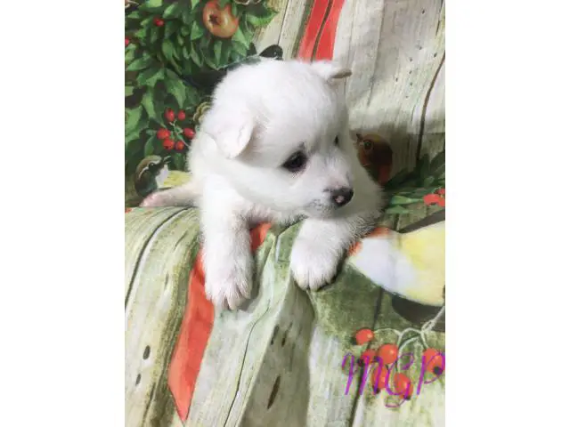 Akc 1 female and 1 male American Eskimo puppies available now - 2/4