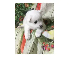 Akc 1 female and 1 male American Eskimo puppies available now - 2