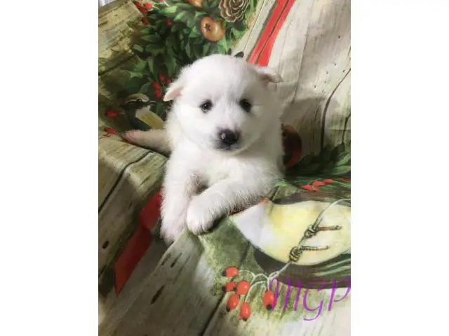 Akc 1 female and 1 male American Eskimo puppies available now - 3/4