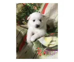 Akc 1 female and 1 male American Eskimo puppies available now - 3