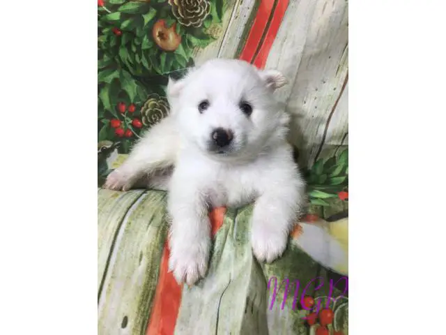 Akc 1 female and 1 male American Eskimo puppies available now - 4/4
